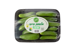 מלפפון בייבי אורגני -הנבטים של אודי