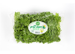 חסה לליק אורגנית - הנבטים של אודי