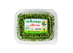 נבטי חילבה - הנבטים של אודי