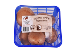 פטריות שמפיניון חומות אורגניות- שדות