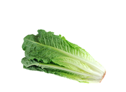 מבצע חסה ערבית אורגנית